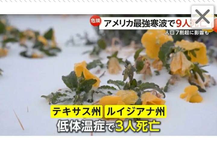 寒波の米「イグアナが降る」現象 「凍って」落ちたイグアナの回収呼びかけ フロリダ州