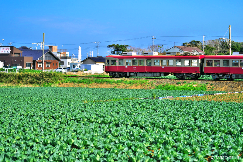 キャベツの千切り、何かけて食べるのが一番好きですか？