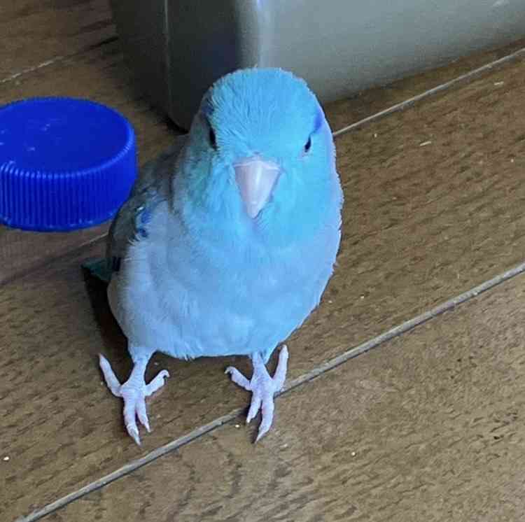 ペットに暴力を振るわれた経験