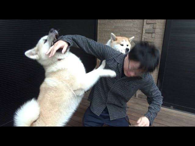 ペットに暴力を振るわれた経験