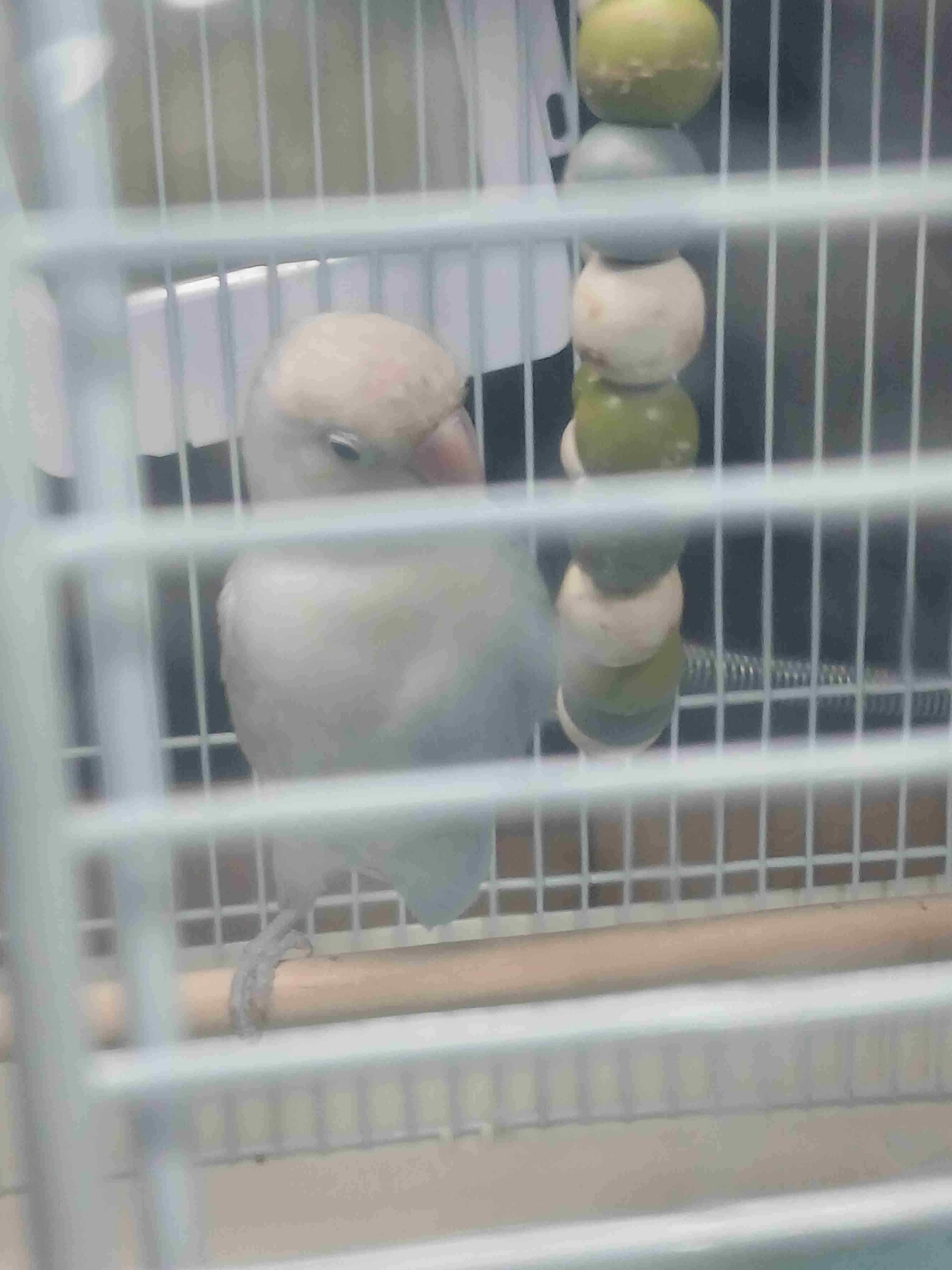 ペットに暴力を振るわれた経験