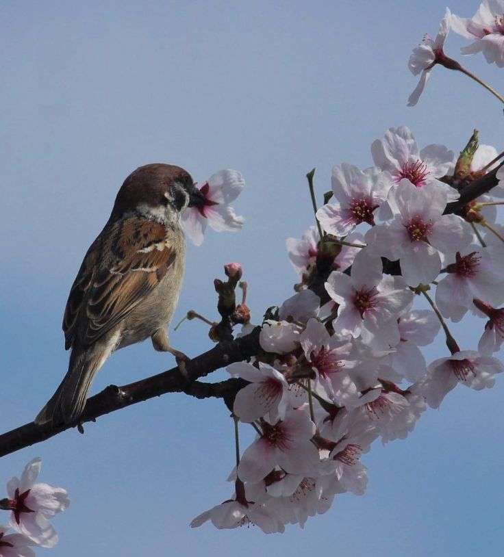可愛い鳥をあげるトピ