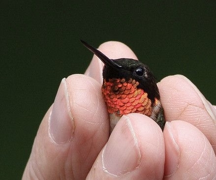 可愛い鳥をあげるトピ