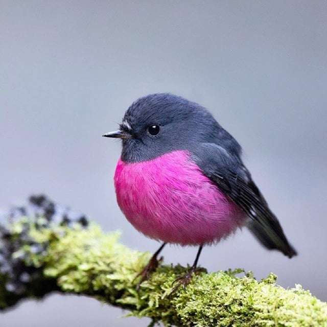 可愛い鳥をあげるトピ