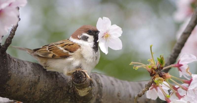 可愛い鳥をあげるトピ