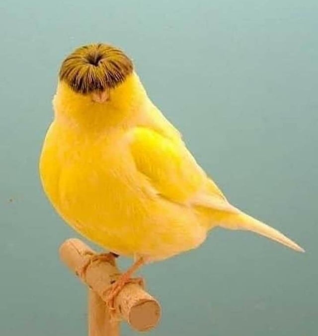 可愛い鳥をあげるトピ