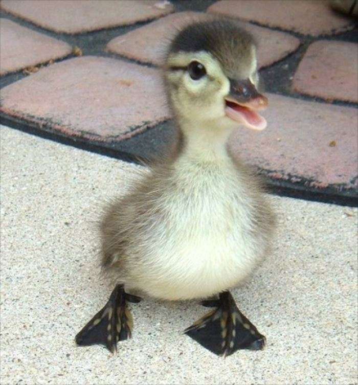 可愛い鳥をあげるトピ
