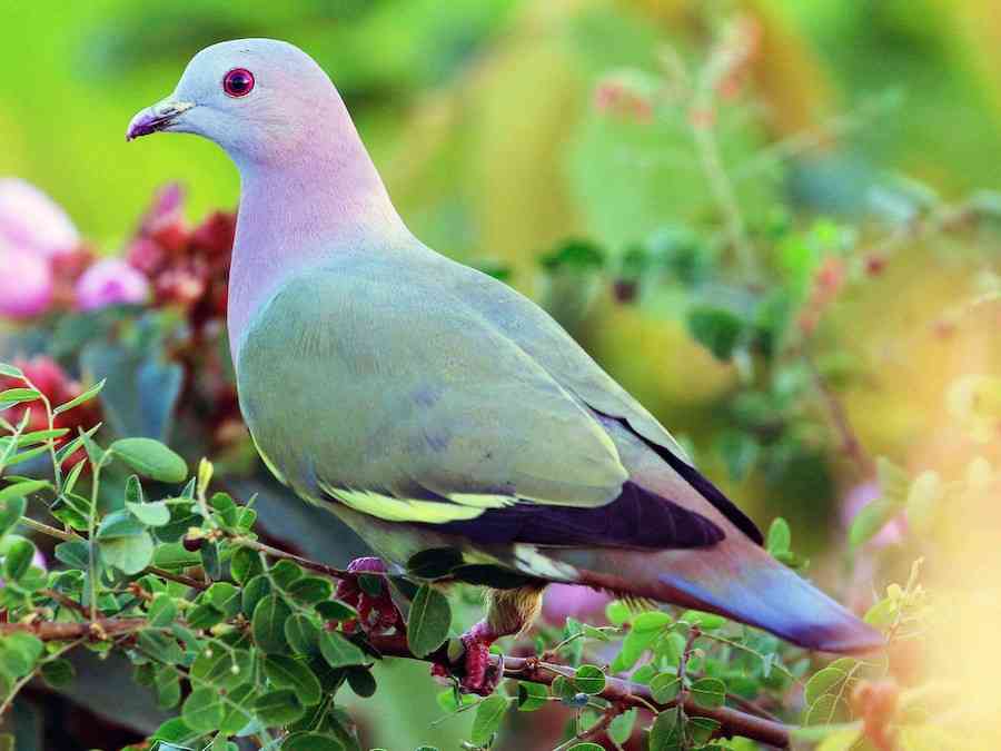 可愛い鳥をあげるトピ