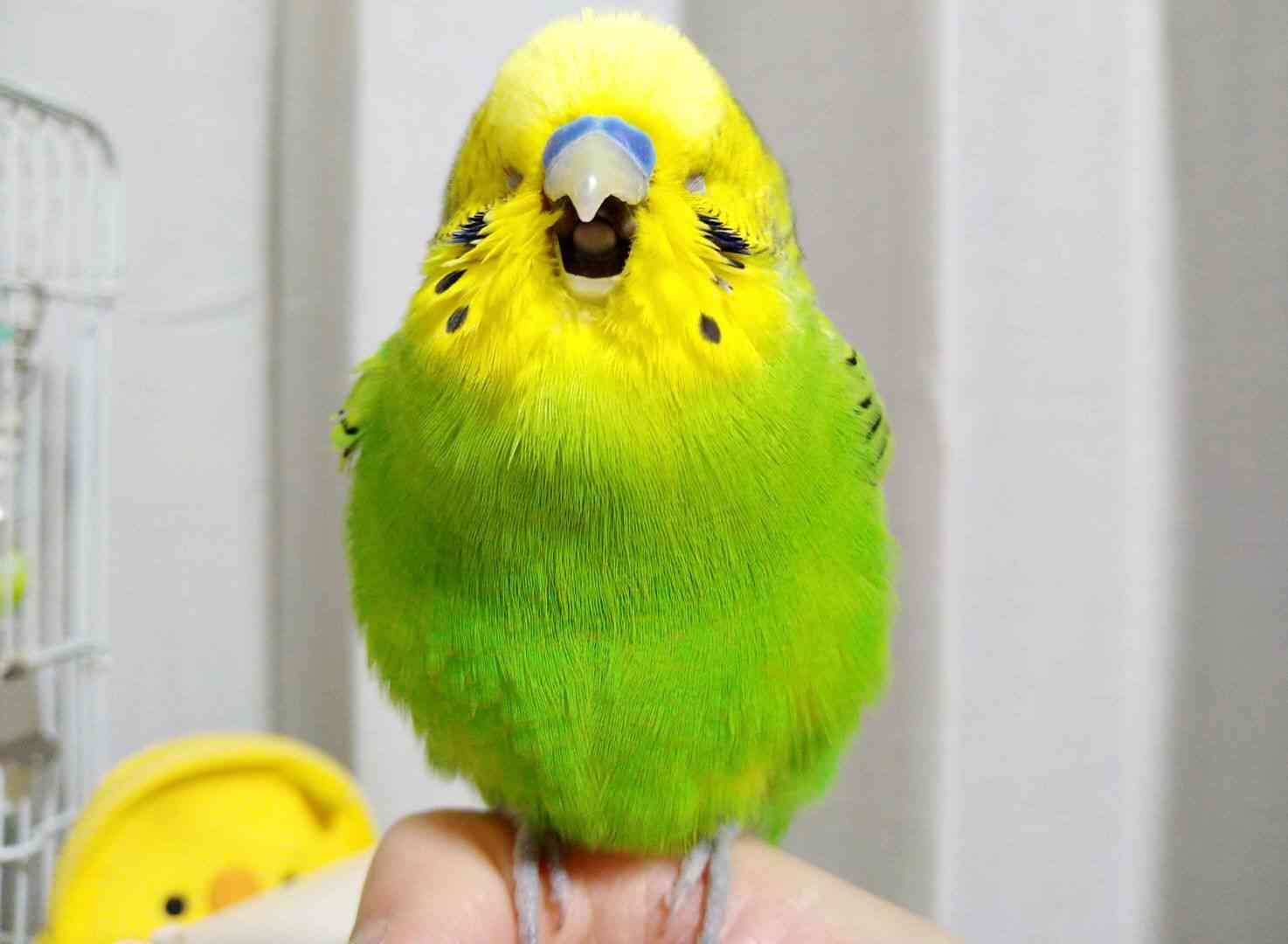 可愛い鳥をあげるトピ
