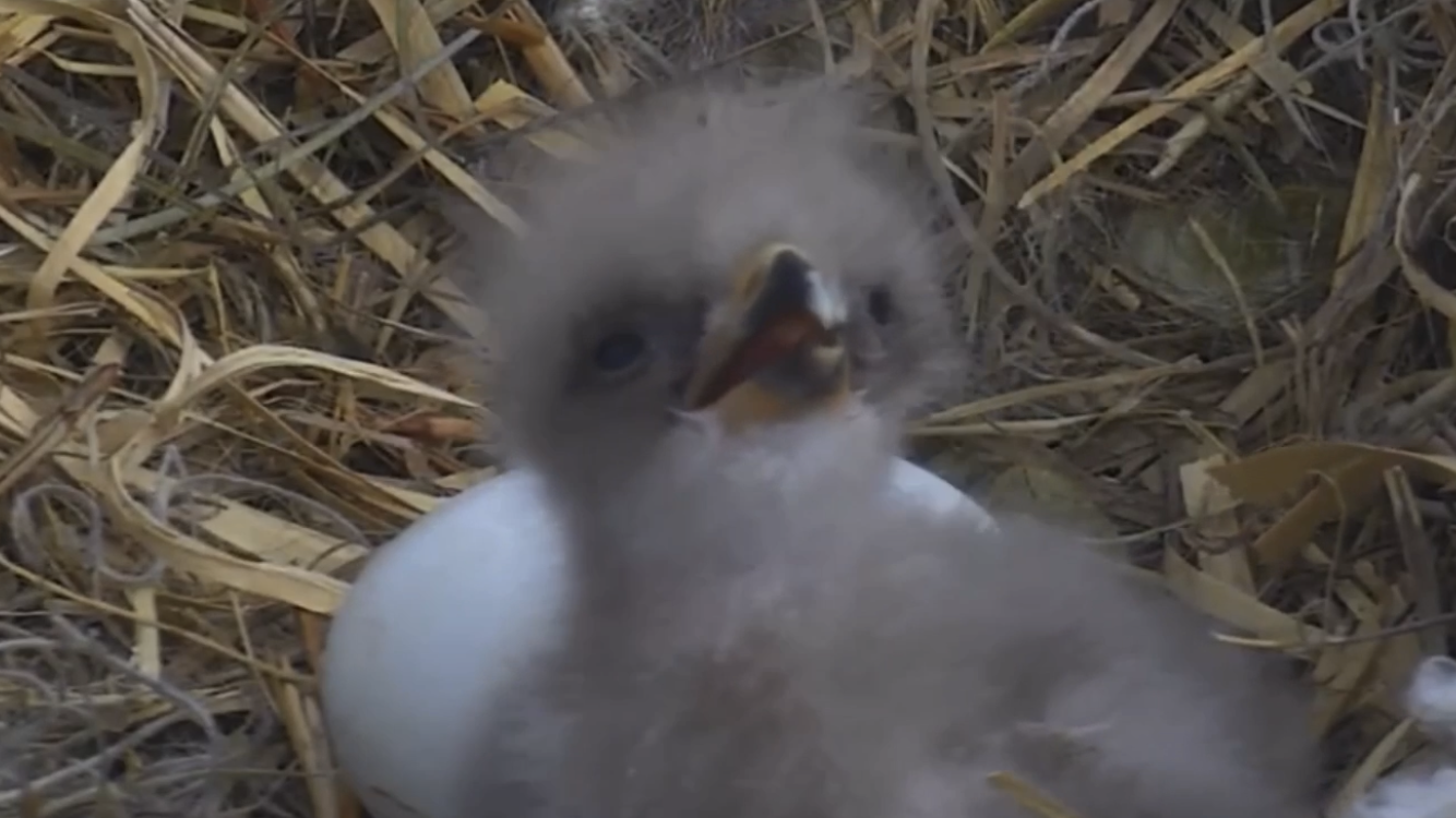 可愛い鳥をあげるトピ