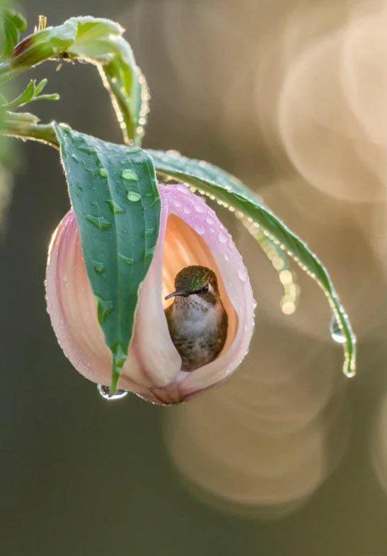 可愛い鳥をあげるトピ