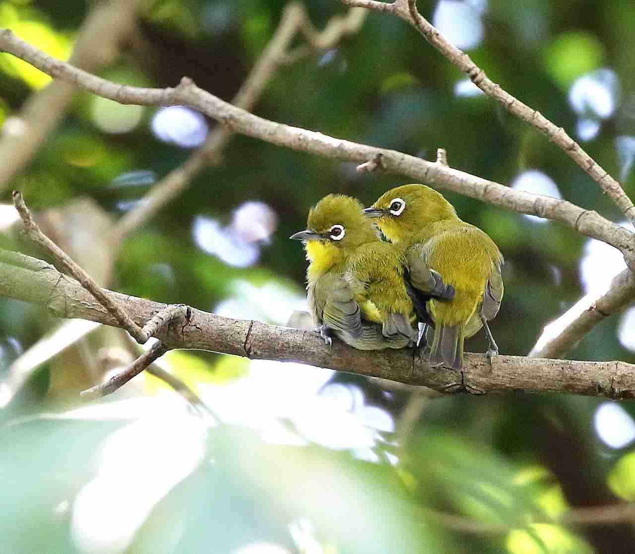 可愛い鳥をあげるトピ