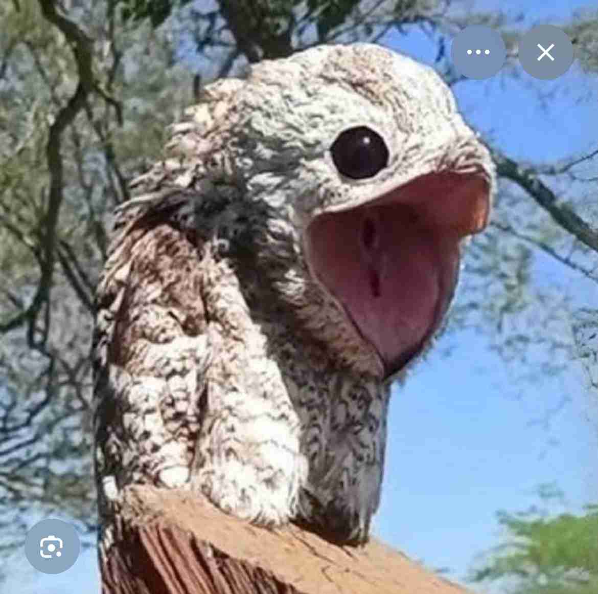 可愛い鳥をあげるトピ