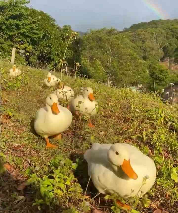 可愛い鳥をあげるトピ