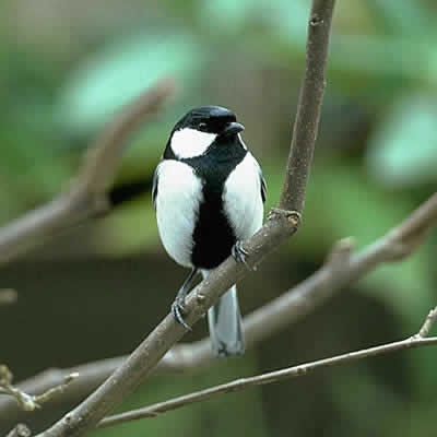 可愛い鳥をあげるトピ