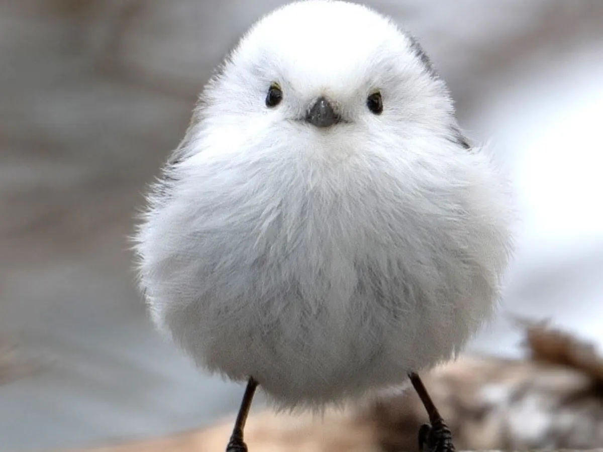 可愛い鳥をあげるトピ