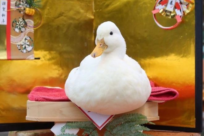 可愛い鳥をあげるトピ