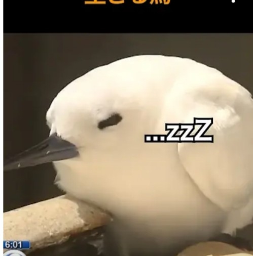 可愛い鳥をあげるトピ