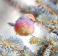 可愛い鳥をあげるトピ