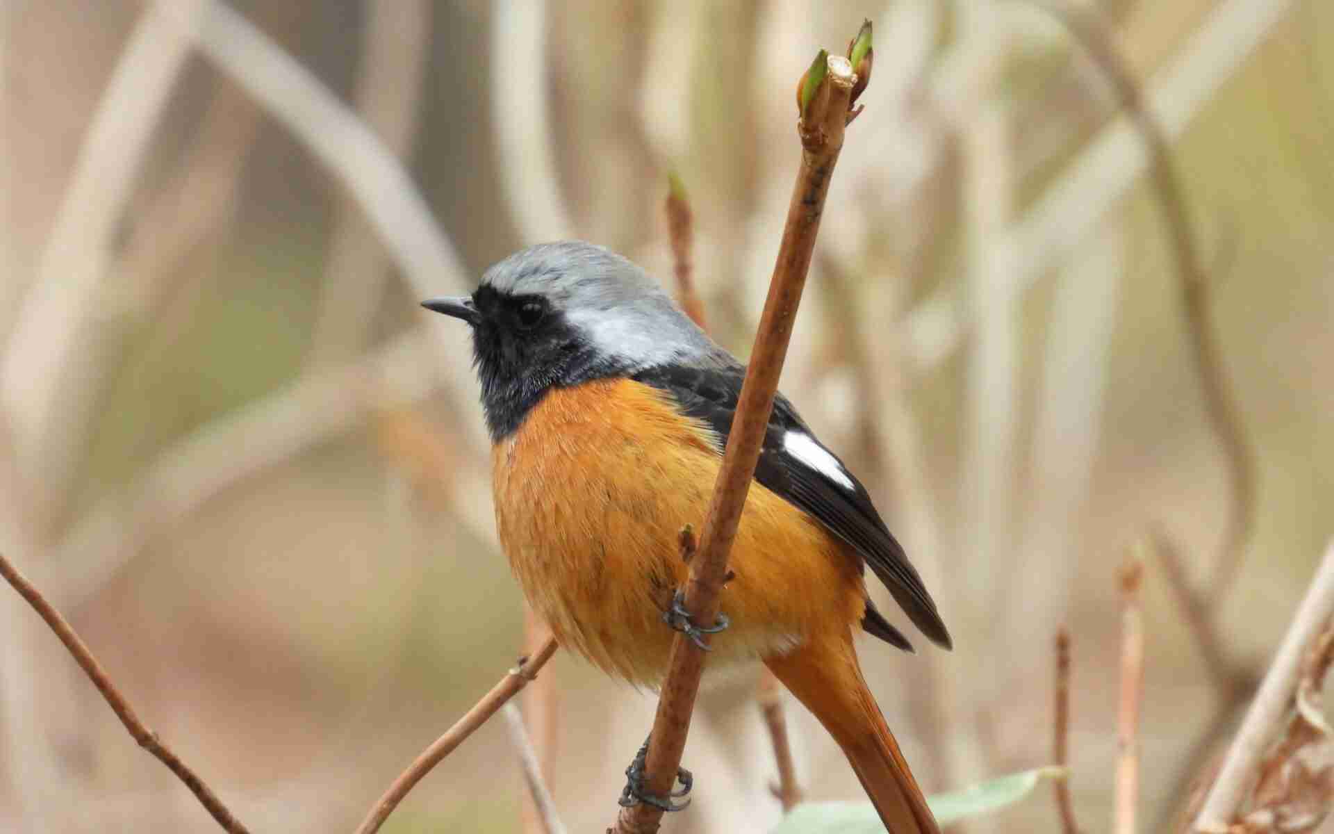 可愛い鳥をあげるトピ