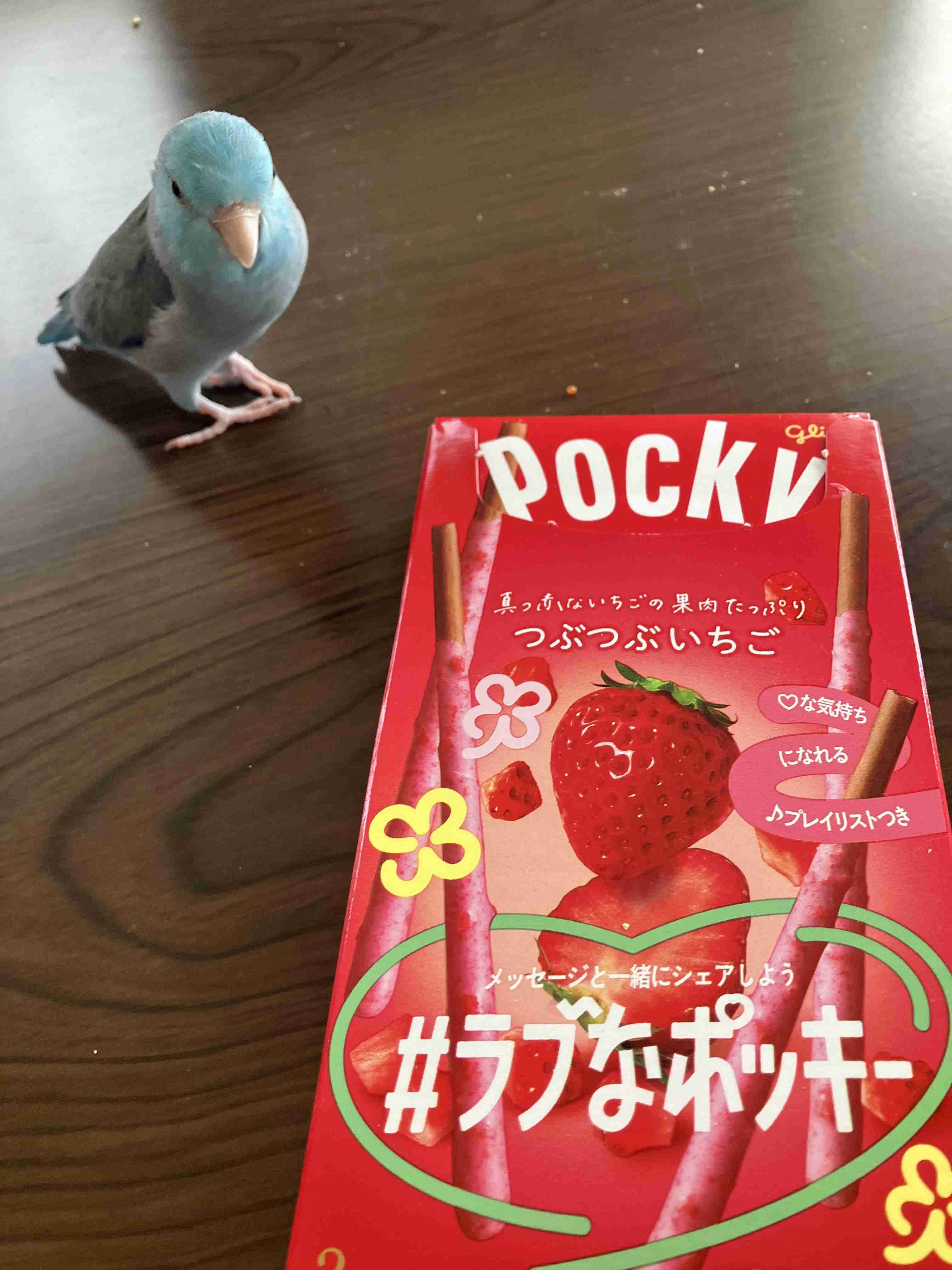 可愛い鳥をあげるトピ