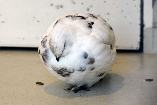 可愛い鳥をあげるトピ