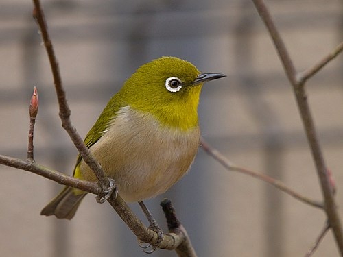可愛い鳥をあげるトピ