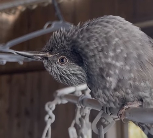 可愛い鳥をあげるトピ