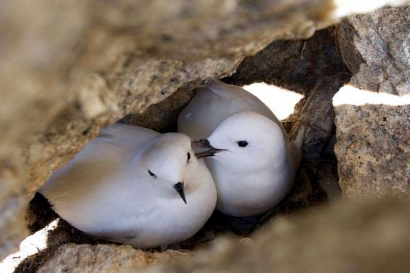 可愛い鳥をあげるトピ