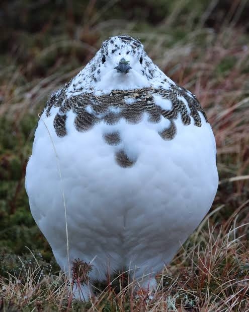 可愛い鳥をあげるトピ