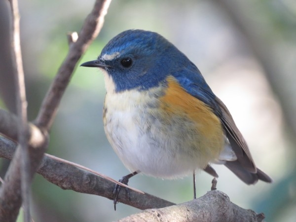 可愛い鳥をあげるトピ