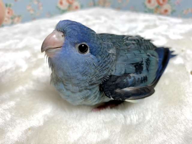 可愛い鳥をあげるトピ