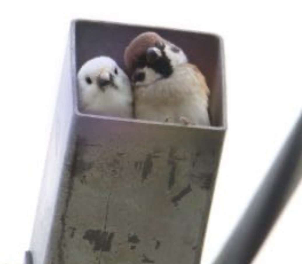 可愛い鳥をあげるトピ