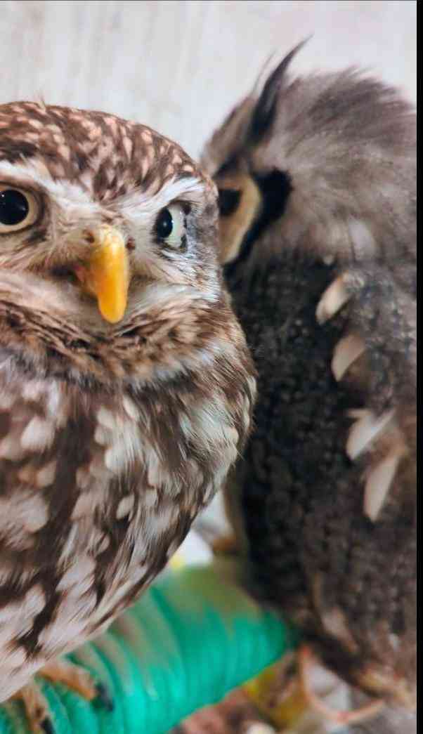 可愛い鳥をあげるトピ