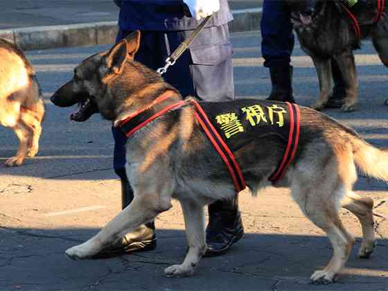 “スゴ鼻”警察犬ジゲン号 1年ぶり2度目のお手柄！ 雨雲迫る山で行方不明者を発見　今回もジャーキー1kgもらう