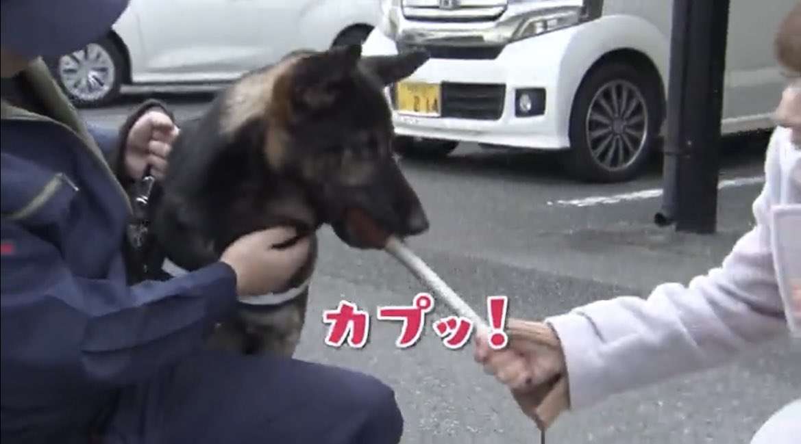 “スゴ鼻”警察犬ジゲン号 1年ぶり2度目のお手柄！ 雨雲迫る山で行方不明者を発見　今回もジャーキー1kgもらう