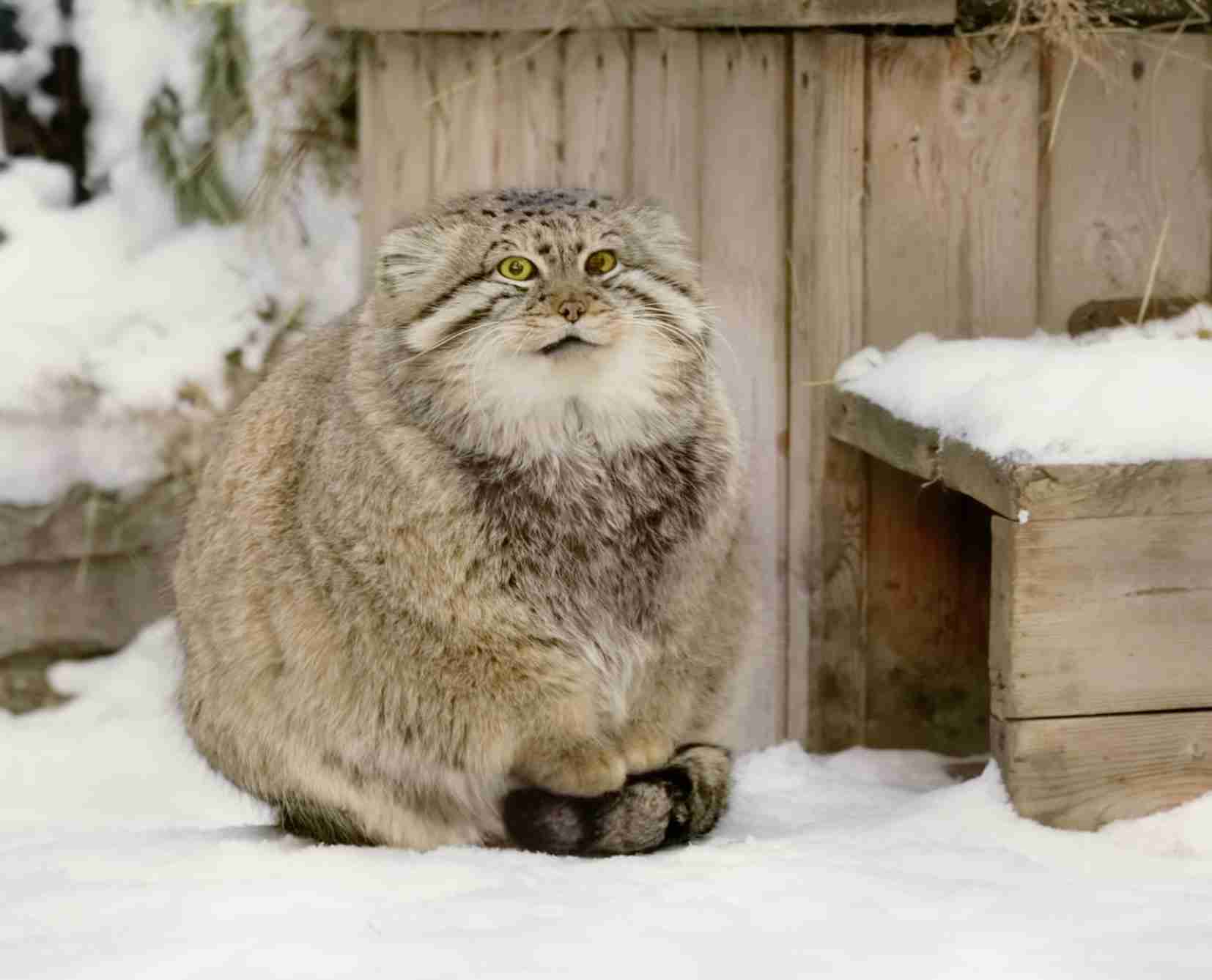 可能ならば飼いたい生き物