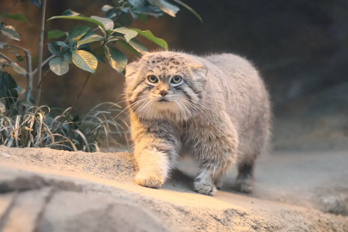 可能ならば飼いたい生き物