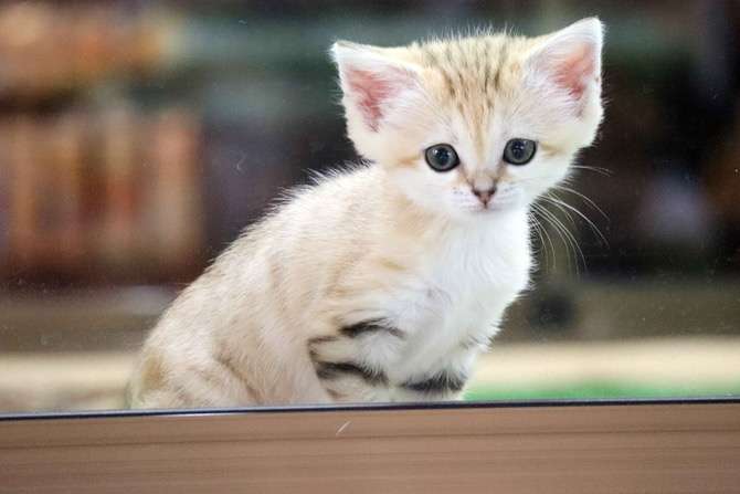 可能ならば飼いたい生き物