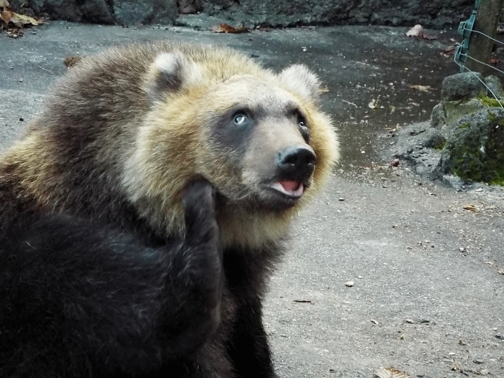 可能ならば飼いたい生き物