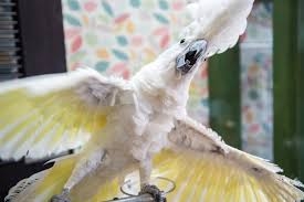 可能ならば飼いたい生き物