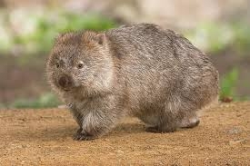 可能ならば飼いたい生き物