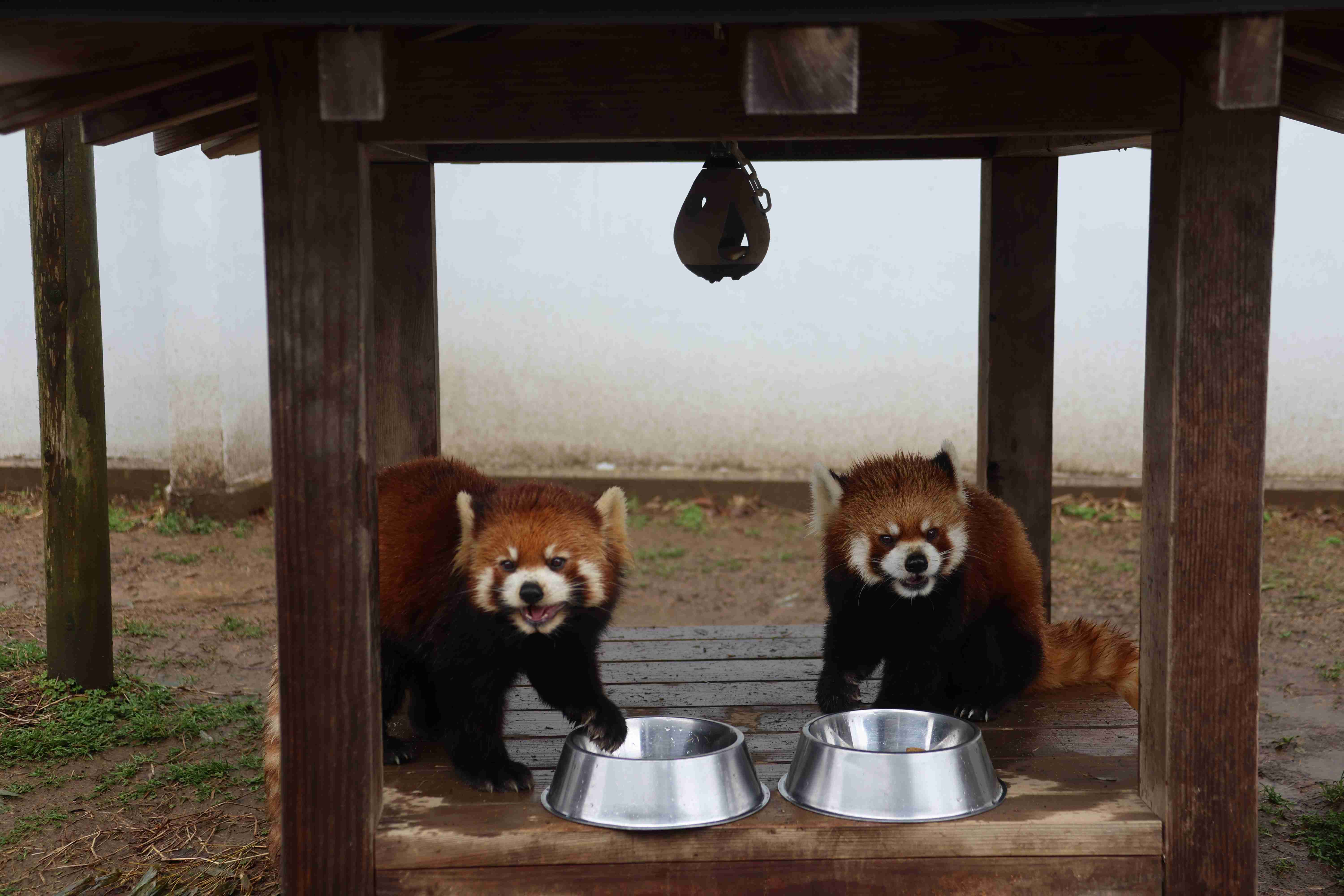 可能ならば飼いたい生き物
