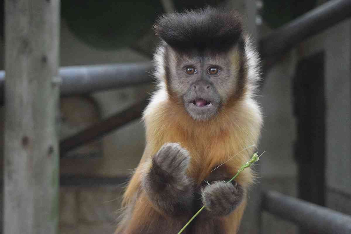 可能ならば飼いたい生き物