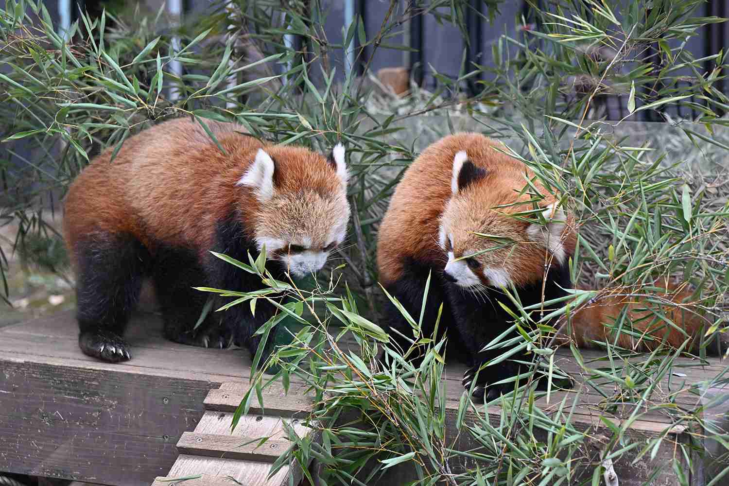 可能ならば飼いたい生き物