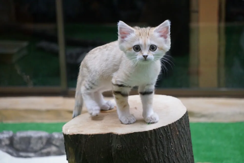 可能ならば飼いたい生き物