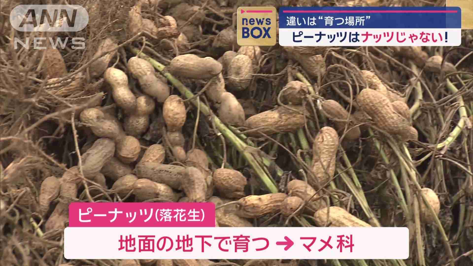 「機内でナッツ食べないで」微量で命に関わる症状も… ナッツアレルギー当事者が抱える“空の旅”の不安 航空会社で対応に差