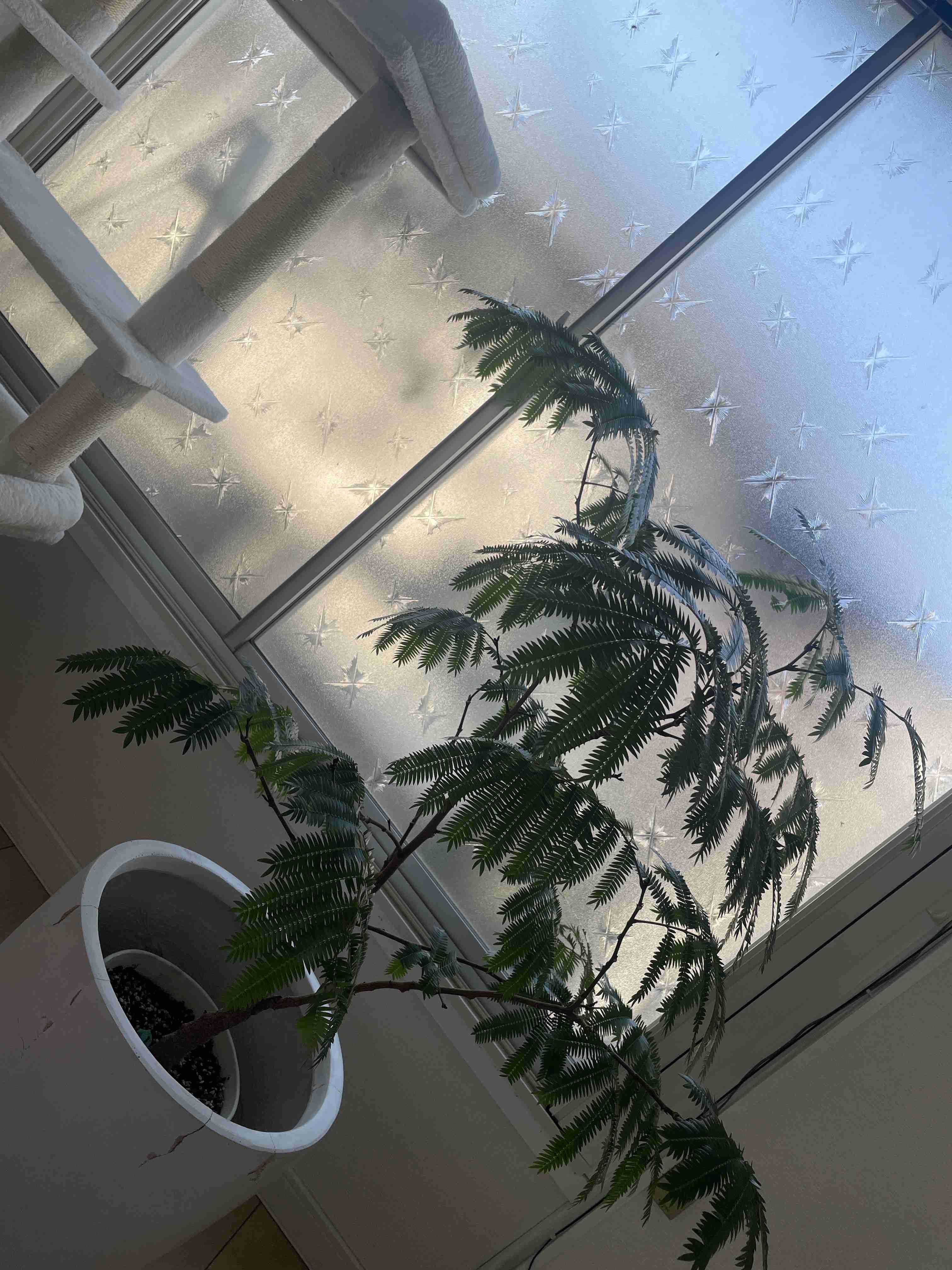 インドアグリーン