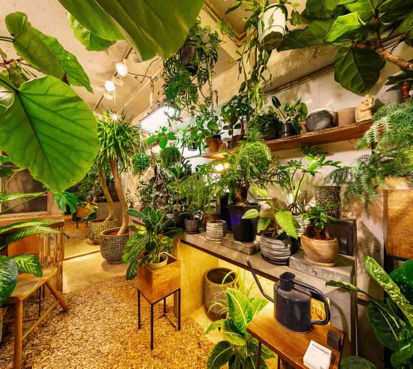 インドアグリーン