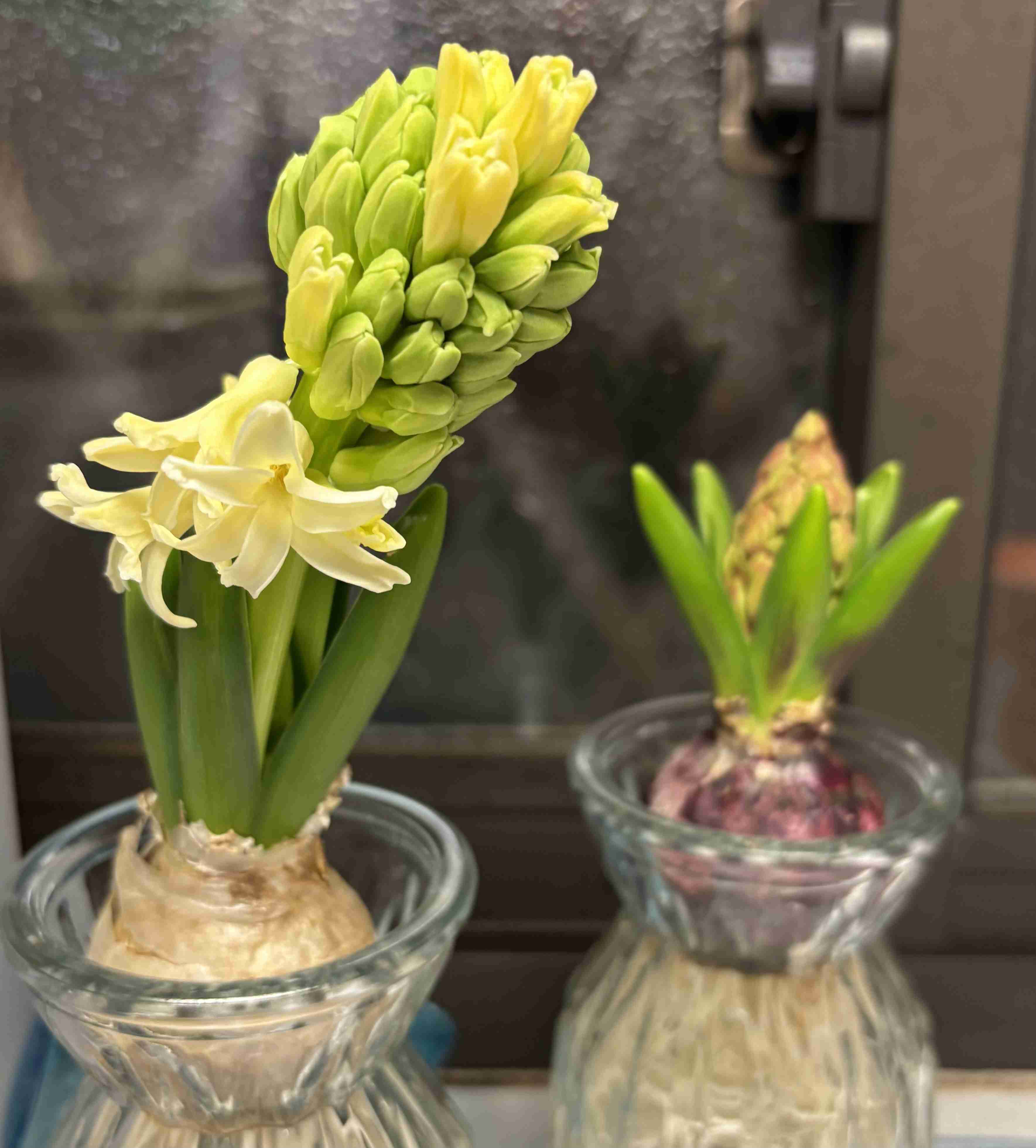 インドアグリーン